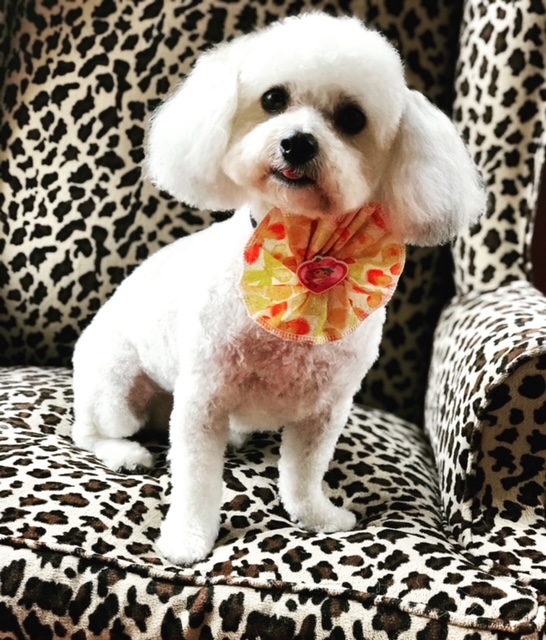 Shorty with a haircut