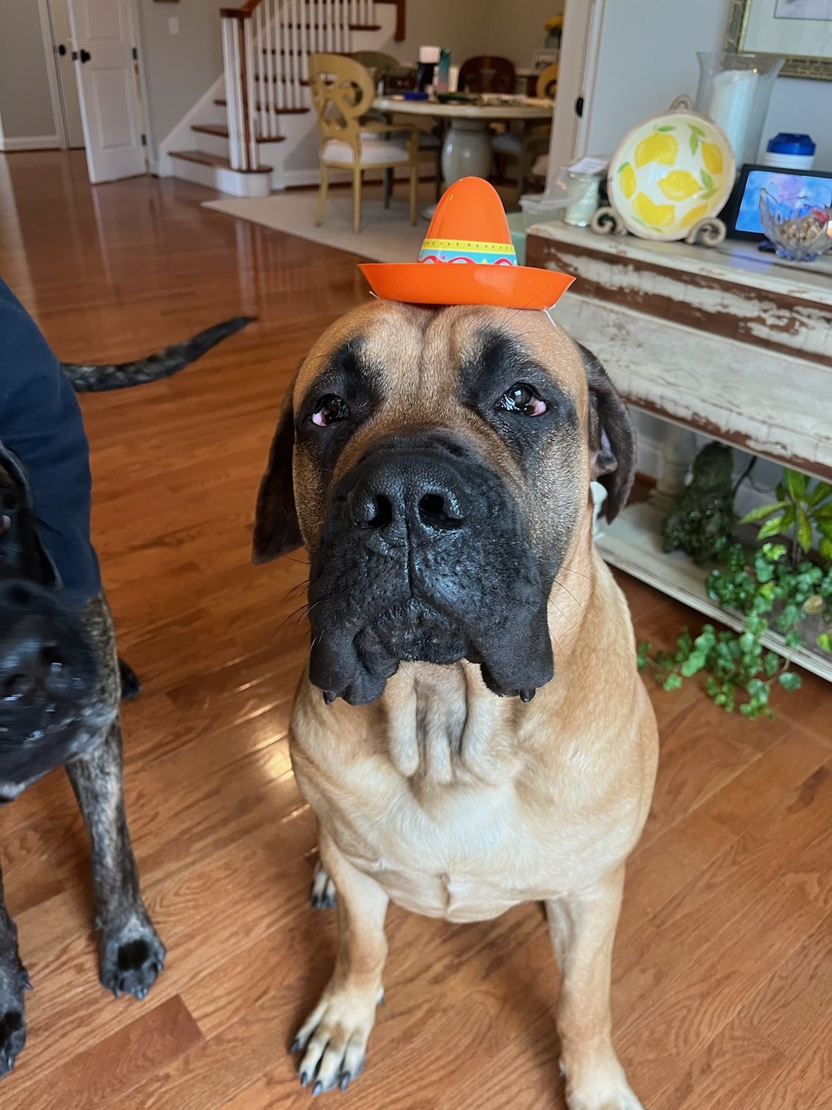 Cinco De Mayo - WInston & Franklin 2